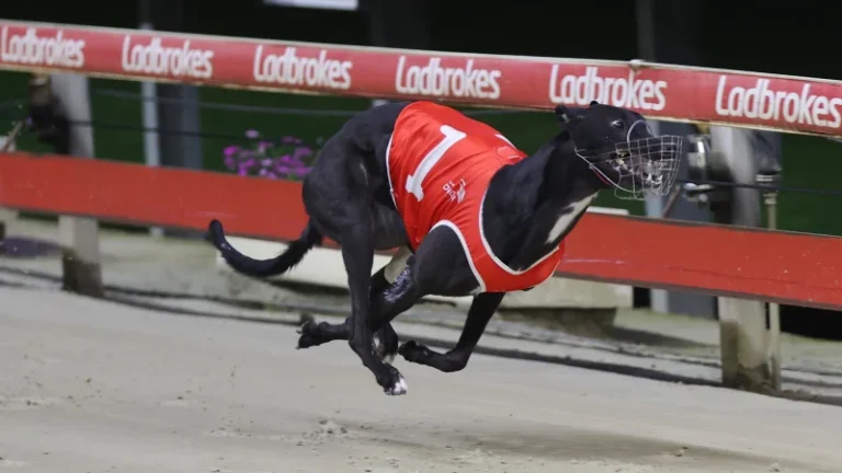 Ladbrokes Greyhound Results